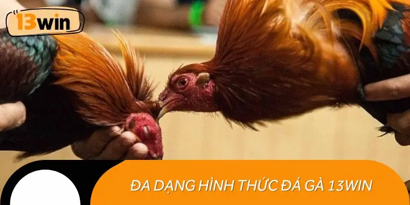 Đa dạng hình thức đá gà 13WIN cho mọi sở thích của kê thủ