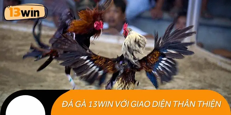 Đá gà 13WIN với giao diện thân thiện, dễ điều hướng