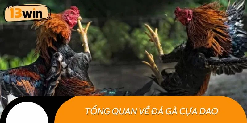 Tổng quan về đá gà cựa dao