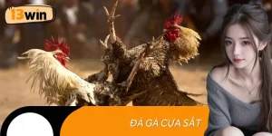 Đá gà cựa sắt