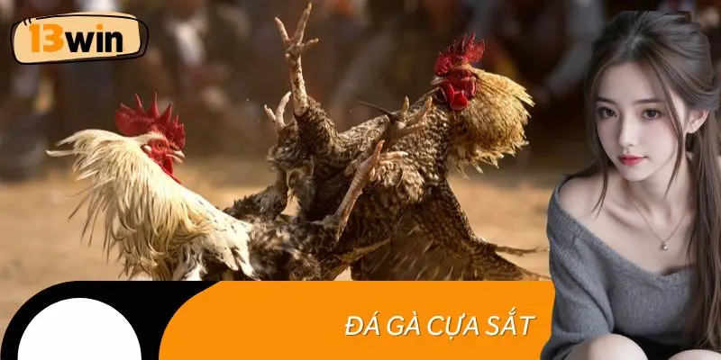 Đá gà cựa sắt