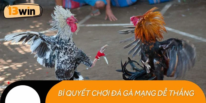 Bí quyết đặt cược đá gà mạng dễ thắng cho tân binh