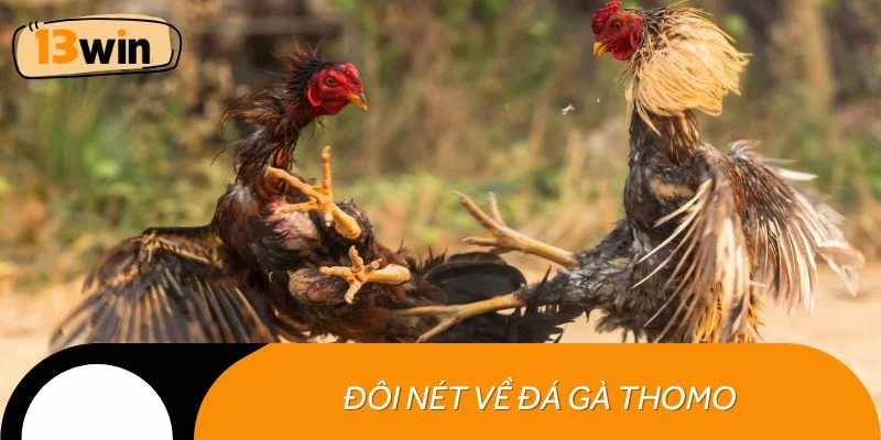 Đôi nét về đá gà Thomo