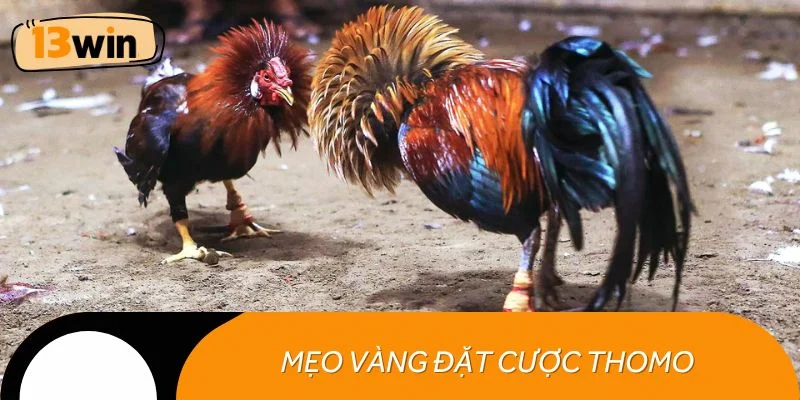 Mẹo vàng đặt cược Thomo giúp bạn kiểm soát trận đấu dễ dàng